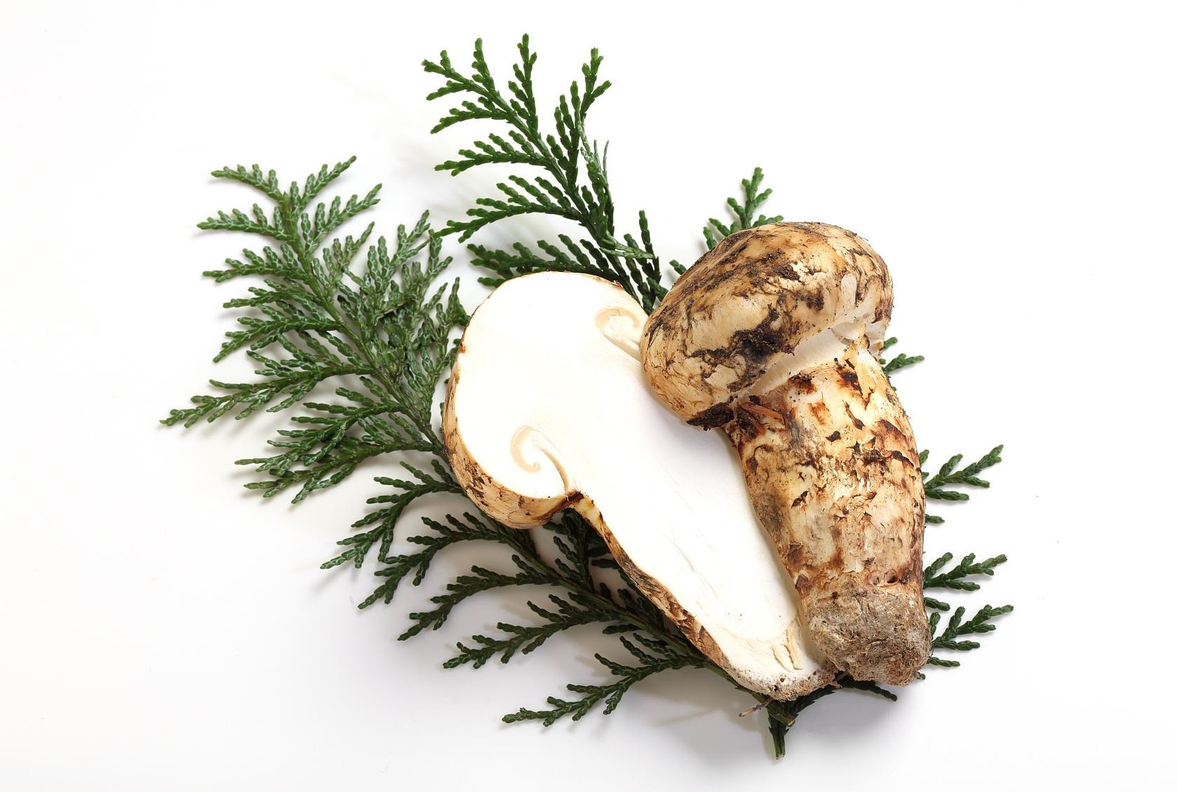 Matsutake PDRN,松茸 PDRN